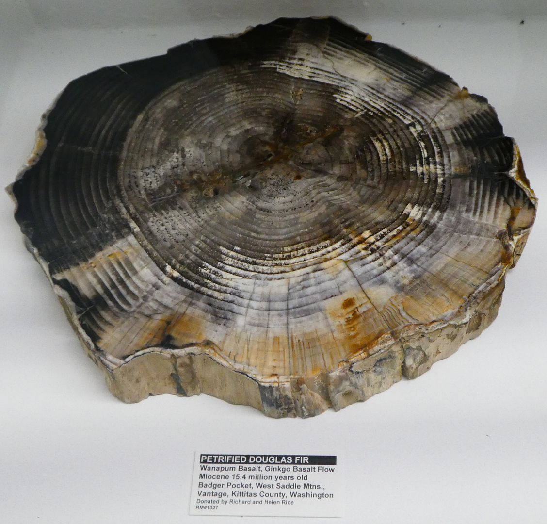 Paleontology 101 Petrified Wood From Washington and Oregon (Photo Diary)